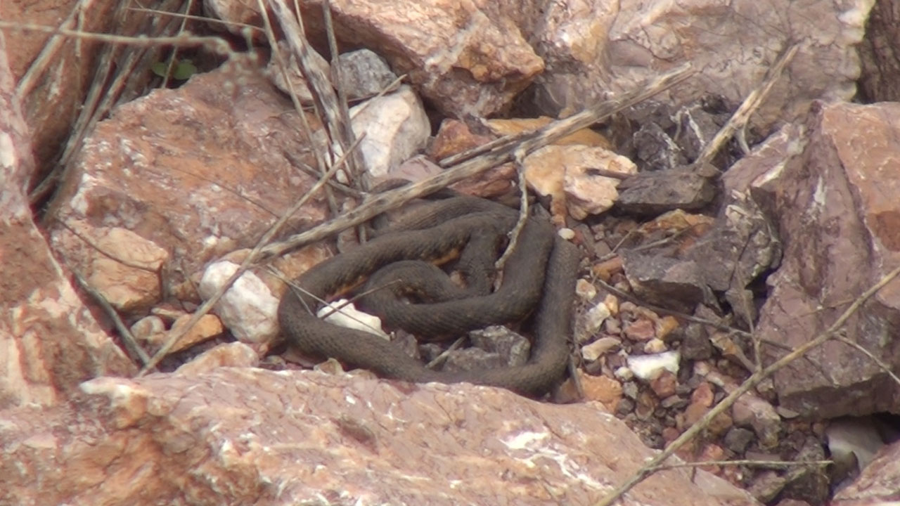 Şaşırtan manzara! O bölgeye adeta yılan yağıyor