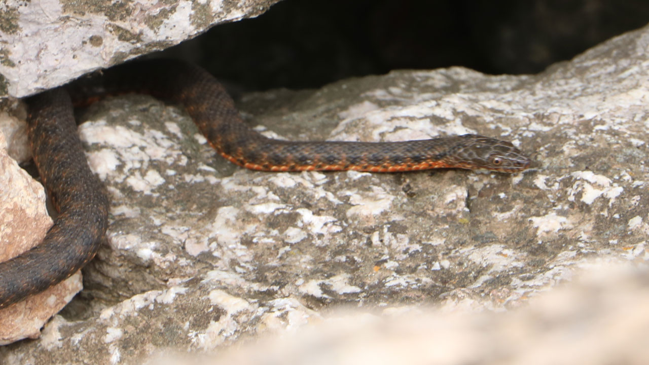 Foto - Şaşırtan manzara! O bölgeye adeta yılan yağıyor