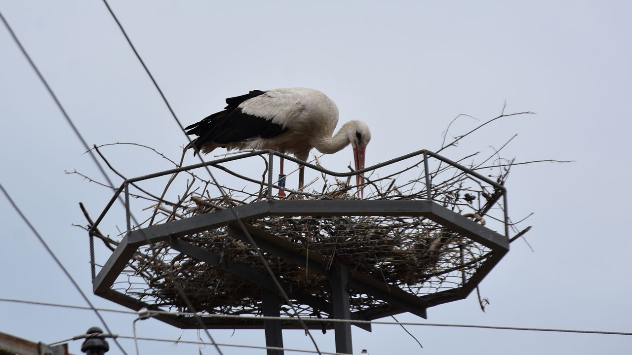 Foto - Şaşırtan sürpriz! 2 yıl sonra doğduğu ovaya döndü