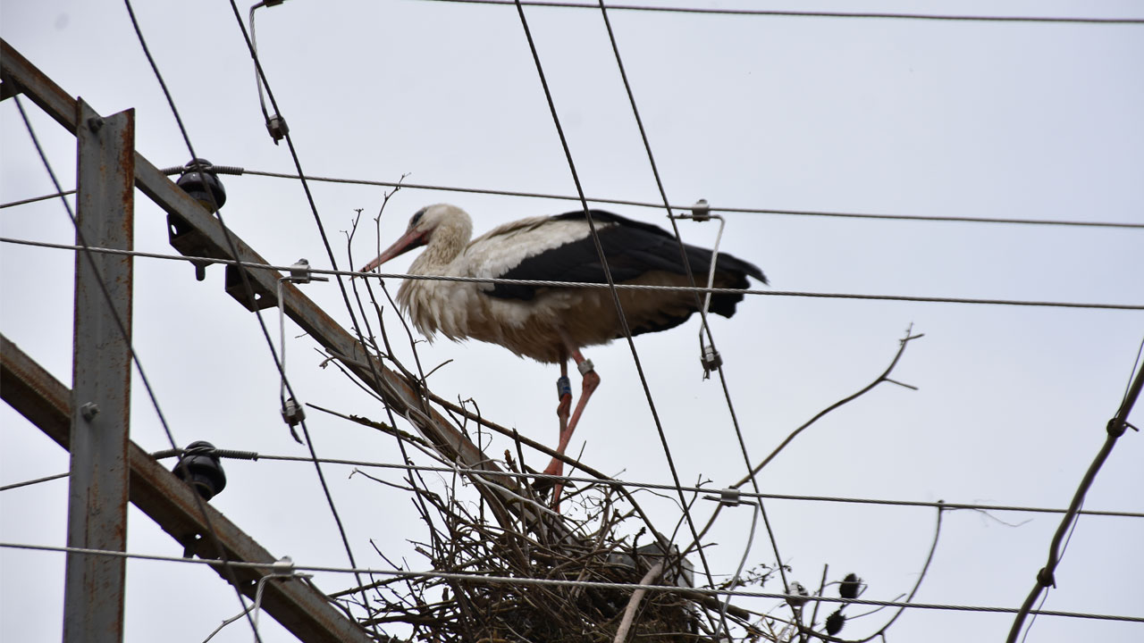 Şaşırtan sürpriz! 2 yıl sonra doğduğu ovaya döndü