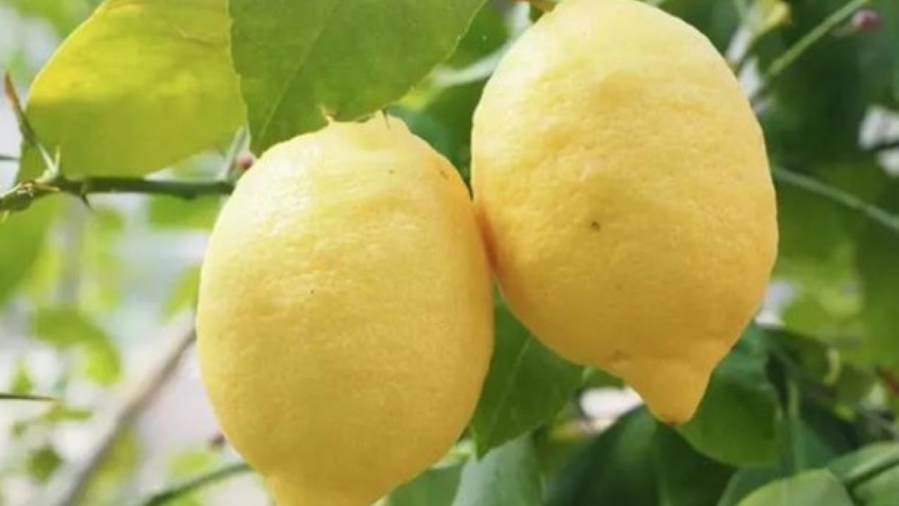 Şaşırtıcı şifa kaynağı! Limon dilimleriyle uyursanız bakın ne oluyor