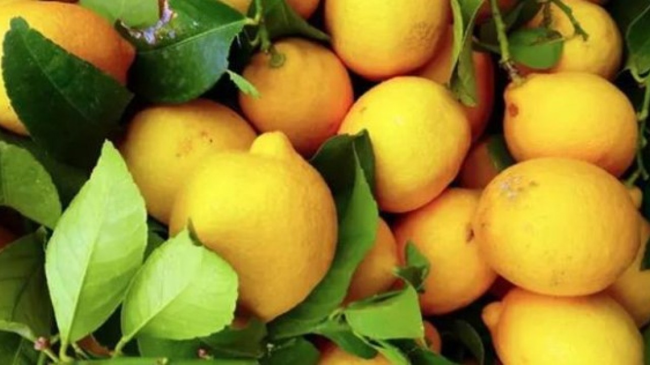 Foto - Şaşırtıcı şifa kaynağı! Limon dilimleriyle uyursanız bakın ne oluyor