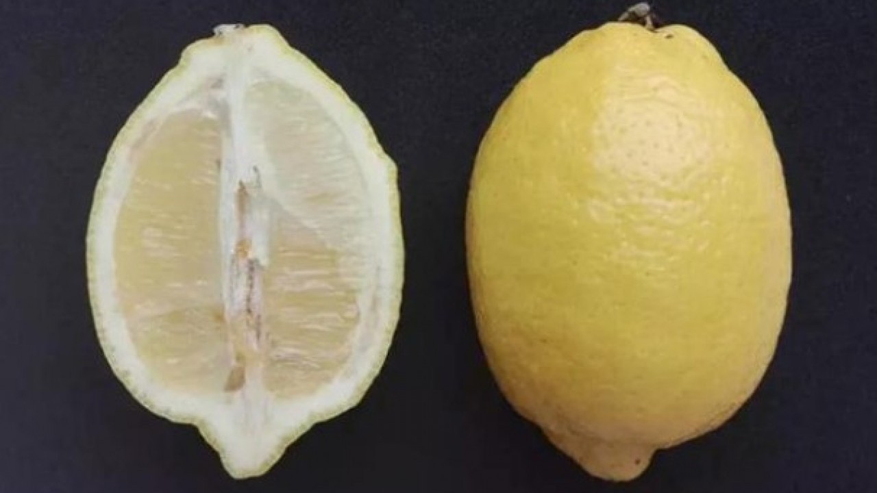 Foto - Şaşırtıcı şifa kaynağı! Limon dilimleriyle uyursanız bakın ne oluyor