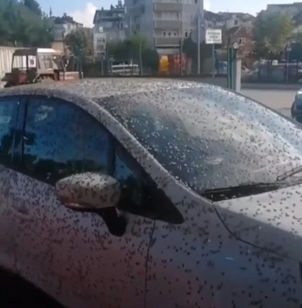 Şaşkına çeviren görüntü! Her yeri istila ettiler ilk bakan ne olduğunu anlamadı