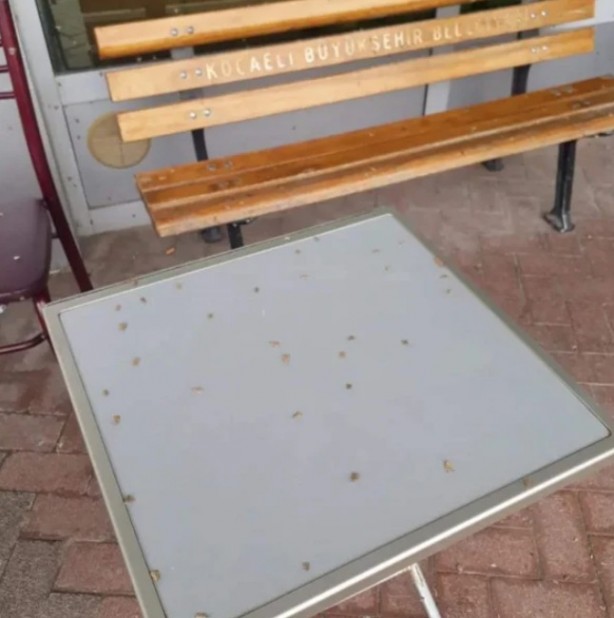 Foto - Şaşkına çeviren görüntü! Her yeri istila ettiler ilk bakan ne olduğunu anlamadı