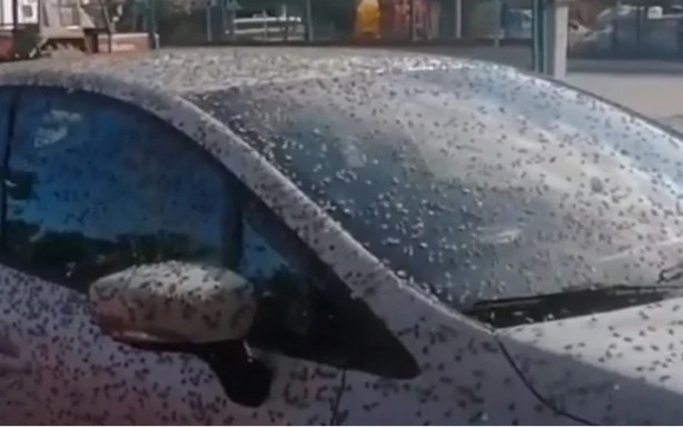 Foto - Şaşkına çeviren görüntü! Her yeri istila ettiler ilk bakan ne olduğunu anlamadı