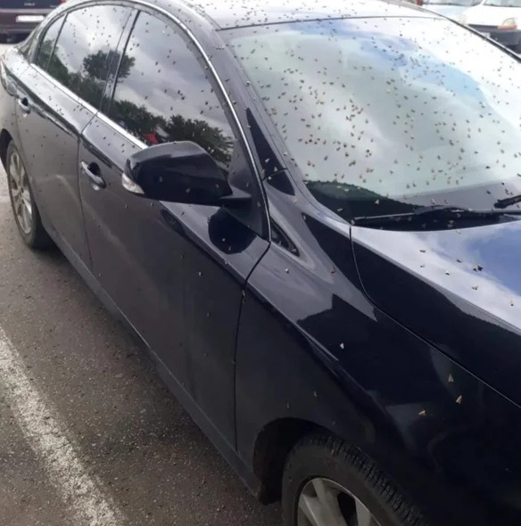 Foto - Şaşkına çeviren görüntü! Her yeri istila ettiler ilk bakan ne olduğunu anlamadı