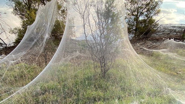 Şaşkına çeviren olay! Her yerde dev örümcek ağı ortaya çıktı