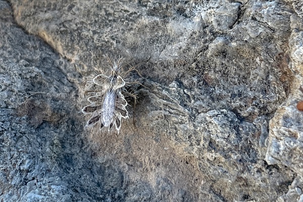 Foto - Şaşkınlık uyandırıyor! İşte dikenli dantel böceği