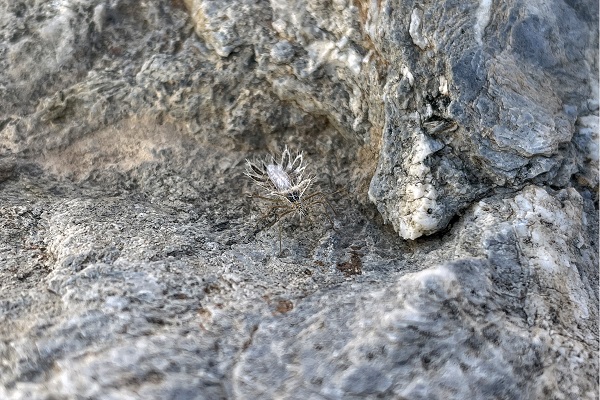 Foto - Şaşkınlık uyandırıyor! İşte dikenli dantel böceği