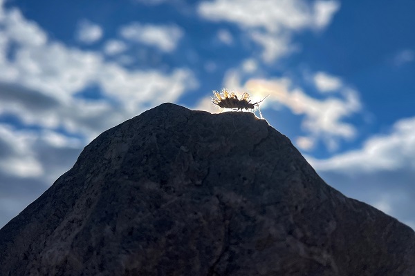 Foto - Şaşkınlık uyandırıyor! İşte dikenli dantel böceği