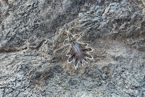 Foto - Şaşkınlık uyandırıyor! İşte dikenli dantel böceği