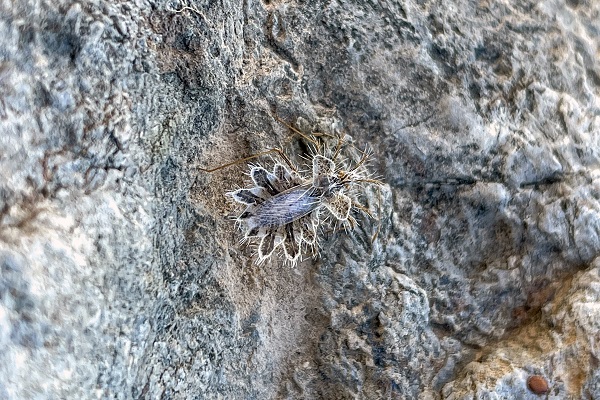 Foto - Şaşkınlık uyandırıyor! İşte dikenli dantel böceği