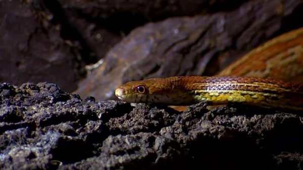 Foto - Satışı tamamen yasak! Türünün en tehlikelisi Bursa'da yakalandı