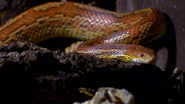 Satışı tamamen yasak! Türünün en tehlikelisi Bursa'da yakalandı