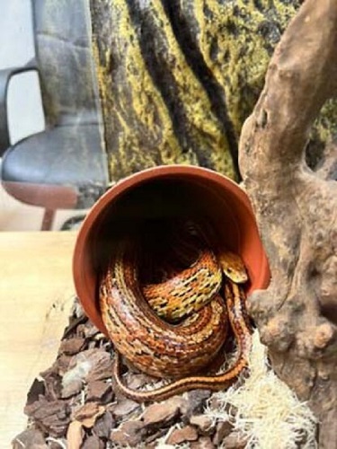 Foto - Satışı tamamen yasak! Türünün en tehlikelisi Bursa'da yakalandı