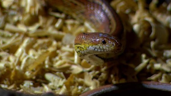 Foto - Satışı tamamen yasak! Türünün en tehlikelisi Bursa'da yakalandı