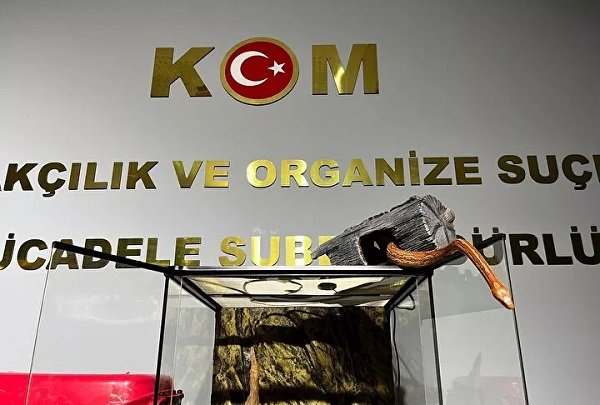 Foto - Satışı tamamen yasak! Türünün en tehlikelisi Bursa'da yakalandı