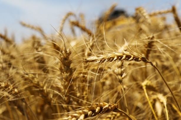 Foto - Savaş döneminin en çok konuşulanları arasında! Stratejik üründe müjdeli haber