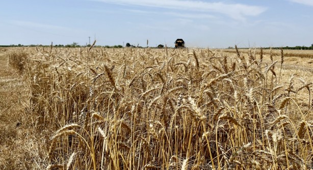 Foto - Savaş döneminin en çok konuşulanları arasında! Stratejik üründe müjdeli haber