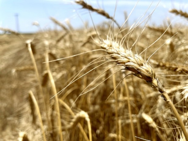 Foto - Savaş döneminin en çok konuşulanları arasında! Stratejik üründe müjdeli haber