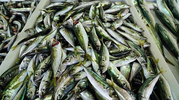 Foto - Savaş etkiledi! İstanbul'da o balık bollaştı