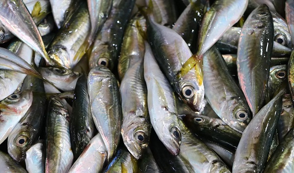 Foto - Savaş etkiledi! İstanbul'da o balık bollaştı