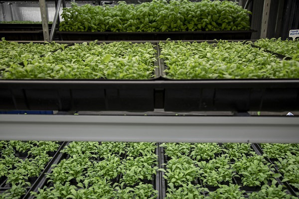 Foto - Savaşın gölgesinde yenilikçi tarım! Ukrayna’da bomba sığınağında bakın ne yetiştirdiler