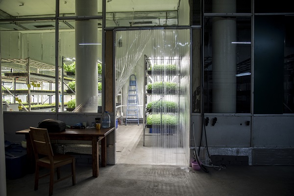 Foto - Savaşın gölgesinde yenilikçi tarım! Ukrayna’da bomba sığınağında bakın ne yetiştirdiler