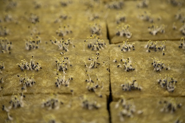 Foto - Savaşın gölgesinde yenilikçi tarım! Ukrayna’da bomba sığınağında bakın ne yetiştirdiler