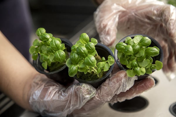 Foto - Savaşın gölgesinde yenilikçi tarım! Ukrayna’da bomba sığınağında bakın ne yetiştirdiler