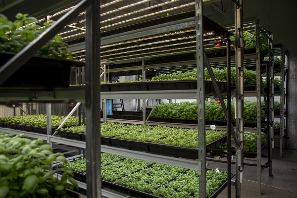 Foto - Savaşın gölgesinde yenilikçi tarım! Ukrayna’da bomba sığınağında bakın ne yetiştirdiler