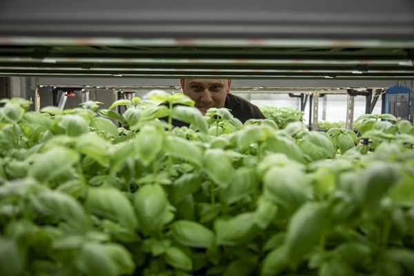 Foto - Savaşın gölgesinde yenilikçi tarım! Ukrayna’da bomba sığınağında bakın ne yetiştirdiler