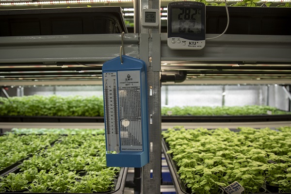 Foto - Savaşın gölgesinde yenilikçi tarım! Ukrayna’da bomba sığınağında bakın ne yetiştirdiler