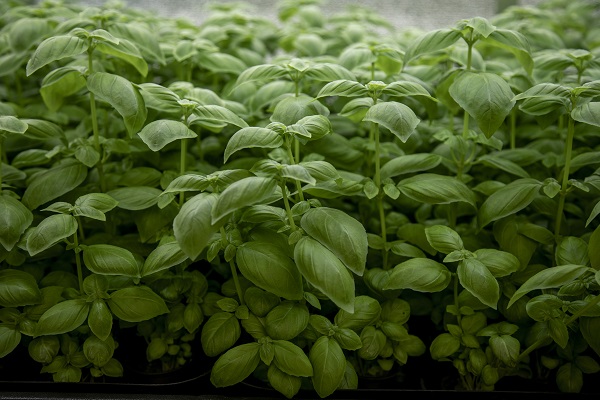 Foto - Savaşın gölgesinde yenilikçi tarım! Ukrayna’da bomba sığınağında bakın ne yetiştirdiler