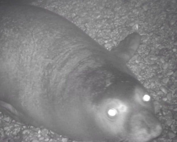 Foto - Nesli tükenmekte olan Akdeniz fokları fotokapanla görüntülendi