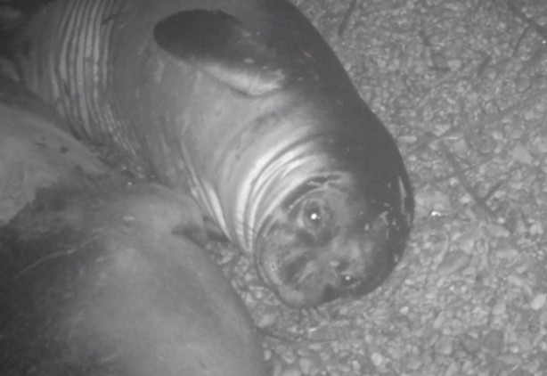 Foto - Nesli tükenmekte olan Akdeniz fokları fotokapanla görüntülendi