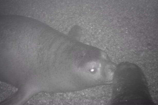 Nesli tükenmekte olan Akdeniz fokları fotokapanla görüntülendi