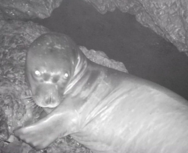 Foto - Nesli tükenmekte olan Akdeniz fokları fotokapanla görüntülendi