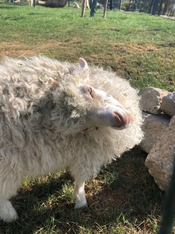 Foto - Sayıları giderek düşüyor! Türkiye’de son 25