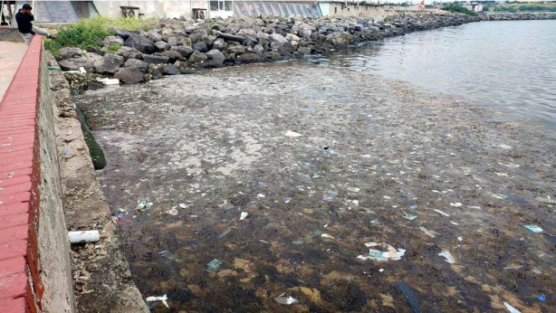 Foto - Sayıları hızla artıyor! İşte Marmara Denizi'ndeki zehirli denizanalarının nedeni