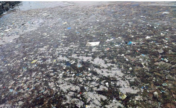Foto - Sayıları hızla artıyor! İşte Marmara Denizi'ndeki zehirli denizanalarının nedeni
