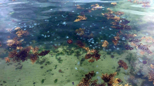 Foto - Sayıları hızla artıyor! İşte Marmara Denizi'ndeki zehirli denizanalarının nedeni