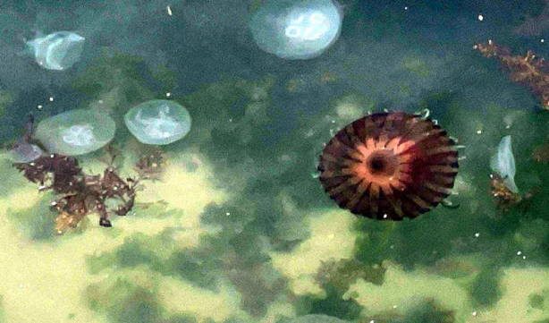 Foto - Sayıları hızla artıyor! İşte Marmara Denizi'ndeki zehirli denizanalarının nedeni