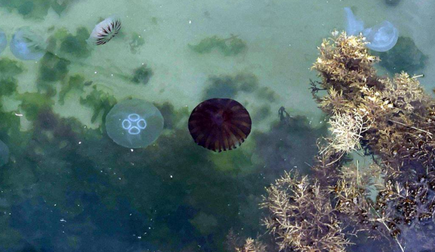 Foto - Sayıları hızla artıyor! İşte Marmara Denizi'ndeki zehirli denizanalarının nedeni