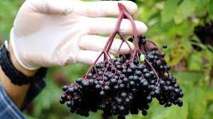 Foto - Saymakla bitmeyen faydalarıyla farklı bir bitki! Mürver: içerisinde neler var, neler yok ki! Bu kadarını beklemiyordunuz değil mi?