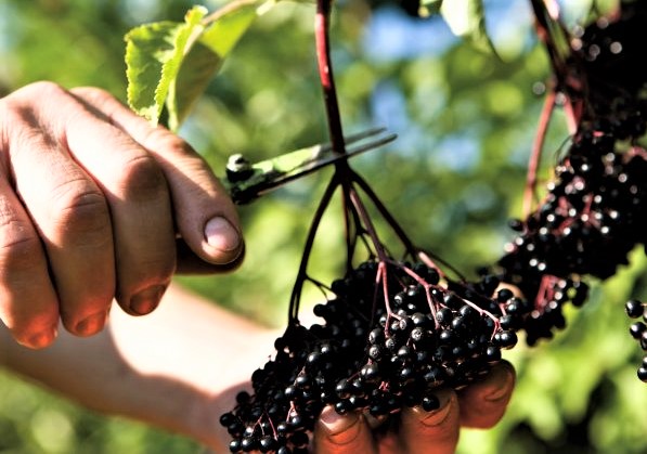 Foto - Saymakla bitmeyen faydalarıyla farklı bir bitki! Mürver: içerisinde neler var, neler yok ki! Bu kadarını beklemiyordunuz değil mi?