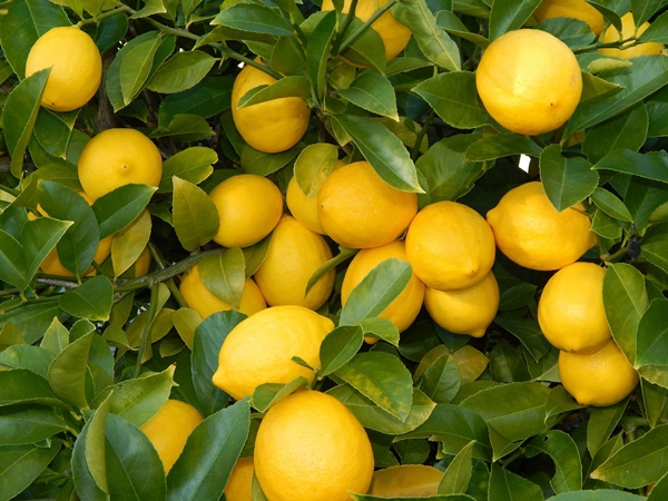 Foto - Saymakla bitmiyor! İşte açken limonlu su içmenin faydaları