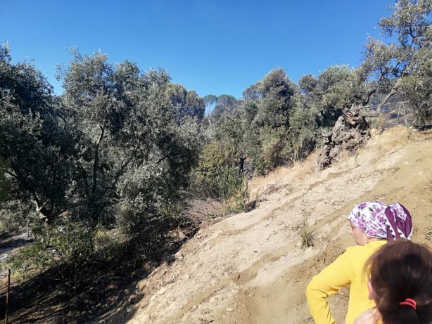 Foto - Sebebi belirlenemeyen yangınlara bir yenisi daha eklendi! 100 dönümlük zeytin ve çam ağaçları zarar gördü