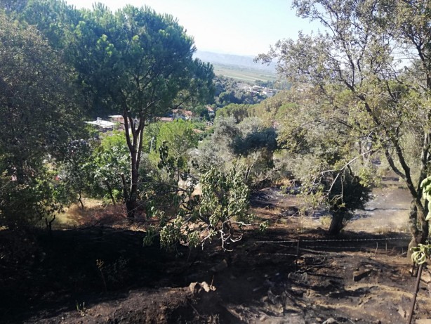 Foto - Sebebi belirlenemeyen yangınlara bir yenisi daha eklendi! 100 dönümlük zeytin ve çam ağaçları zarar gördü